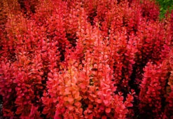Orange Rocket Barberry 5 Orange Rocket Barberry -The Tree Center Store orange rocket barberry 2 600x413 1