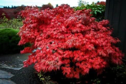 Oregon Sunset Japanese Maple