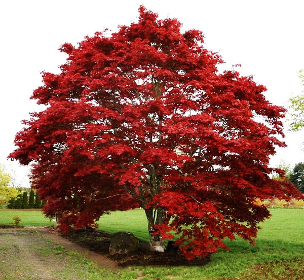 Oshio Beni Japanese Maple 2 Oshio Beni Japanese Maple - Image 2