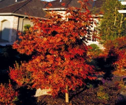 Oshio Beni Japanese Maple 5 Oshio Beni Japanese Maple -The Tree Center Store oshio beni jap map 2 1 600x502 1