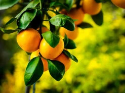 Owari Satsuma Mandarin