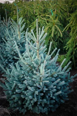 Paul's Select Norway Spruce -The Tree Center Store pauls select norway spruce 2 jpg webp