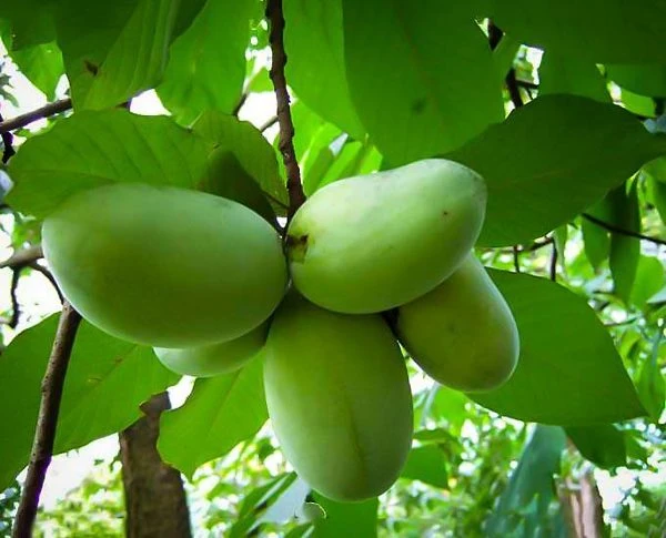 Pawpaw Tree 2 Pawpaw Tree - Image 2