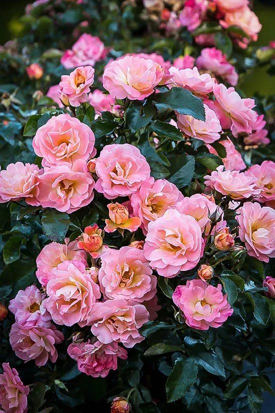 Peach Drift® Rose 2 Peach Drift® Rose - Image 2