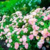 Peach Drift® Rose