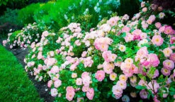 Peach Drift® Rose