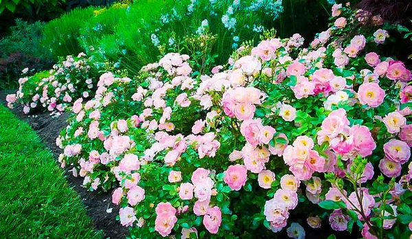 Peach Drift® Rose 1 Peach Drift® Rose