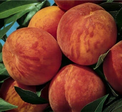 Glohaven Peach Tree -The Tree Center Store peach glohaven 2 600x554 1