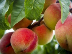 Glohaven Peach Tree