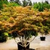 Peaches And Cream Japanese Maple