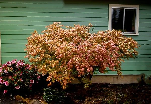 Peaches And Cream Japanese Maple 2 Peaches And Cream Japanese Maple - Image 2