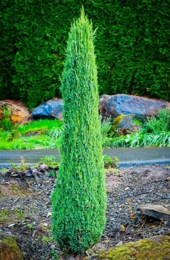 Pencil Point Juniper -The Tree Center Store pencil point juniper 3 jpg webp
