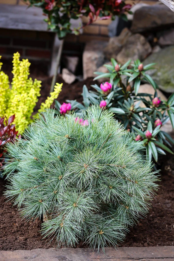 Blue Shag White Pine 2 Blue Shag White Pine - Image 2