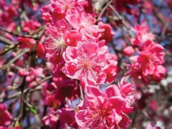 Pink Cascade Weeping Peach