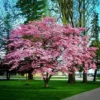 Flowering Pink Dogwood