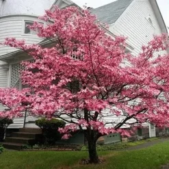 Flowering Pink Dogwood 5 Flowering Pink Dogwood -The Tree Center Store pink dogwood 2 jpg webp e1695665896849