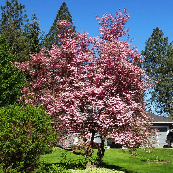 Pink Kousa Dogwood Tree 1 Pink Kousa Dogwood Tree