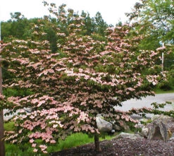 Pink Kousa Dogwood Tree 5 Pink Kousa Dogwood Tree -The Tree Center Store pink kousa dogwood 3 600x538 1
