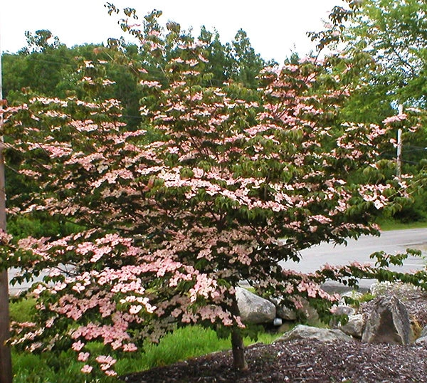 Pink Kousa Dogwood Tree 3 Pink Kousa Dogwood Tree - Image 3