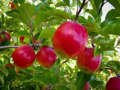 Pink Lady Apple Tree 9 Pink Lady Apple Tree -The Tree Center Store pink lady apple 1 600x450 1