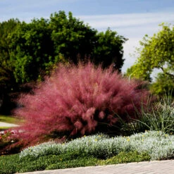 Pink Muhly Grass -The Tree Center Store pink muhly grass 1 600x600 1