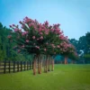Pink Velour Crape Myrtle