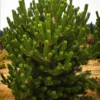 Oregon Green Austrian Pine