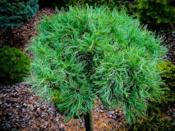 Green Twist White Pine Tree