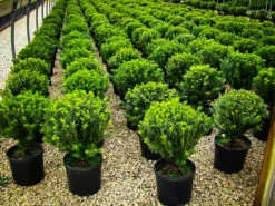 Prostrate Japanese Yew -The Tree Center Store plum yew prostrata 1 600x450 1