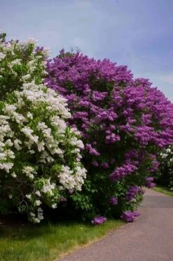 Pocahontas Canadian Lilac -The Tree Center Store pocahontas lilac 3 600x902 1