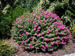 Pocomoke Crape Myrtle -The Tree Center Store pocomoke crape myrtle 11 600x450 1