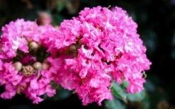Pocomoke Crape Myrtle