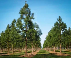 Ponderosa Pine -The Tree Center Store ponderosa pine 4 jpg webp