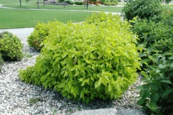 Prairie Fire Red Twig Dogwood -The Tree Center Store prairie fire dogwood 2 600x399 1