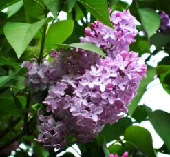 Prince Charming Lilac