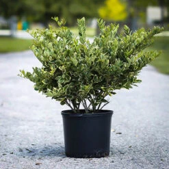 Jack Frost Privet 5 Jack Frost Privet -The Tree Center Store privet jack frost 1 600x600 1