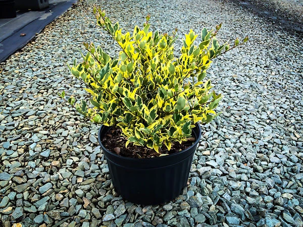 Jack Frost Privet 1 Jack Frost Privet