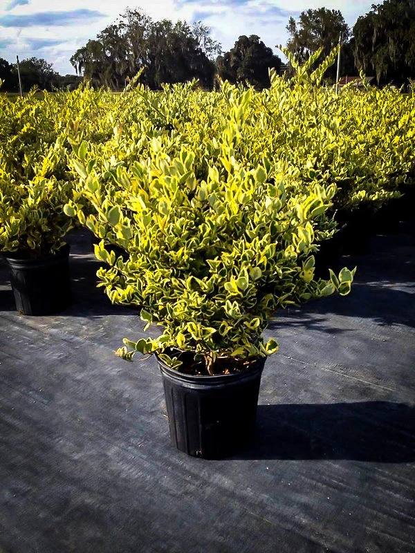 Jack Frost Privet 2 Jack Frost Privet - Image 2