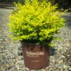 Sunshine® Privet