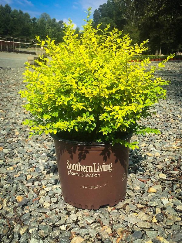 Sunshine® Privet 1 Sunshine® Privet