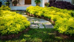 Sunshine® Privet 5 Sunshine® Privet -The Tree Center Store privet sunshine 3 600x340 1