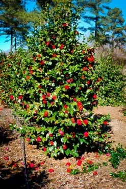 Professor Sargent Camellia