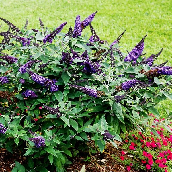 Pugster® Blue Butterfly Bush 3 Pugster® Blue Butterfly Bush - Image 3