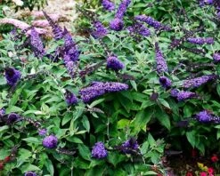 Pugster® Blue Butterfly Bush