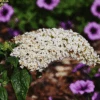 Pugster® White Butterfly Bush