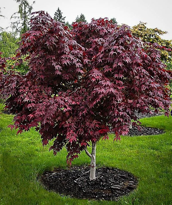 Purple Ghost Japanese Maple 2 Purple Ghost Japanese Maple - Image 2