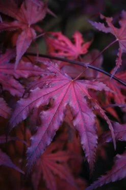 Purple Ghost Japanese Maple