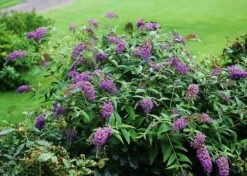 Lo & Behold® Purple Haze Butterfly Bush -The Tree Center Store purple haze butterfly bush 2 600x428 1