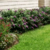 Lo & Behold® Purple Haze Butterfly Bush