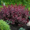 Purple Leaf Sandcherry